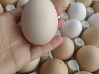 Ouă proaspete de găină foto 2