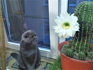 Cactusi foto 10