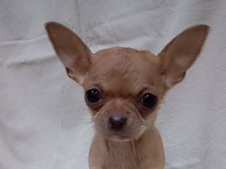 Чихуахуа Chihuahua Недорого foto 9