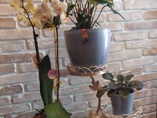 Подставки для растений/ suporturi metalice pentru flori foto 9