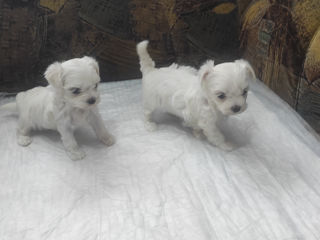 Щенки мальтийской болонки (bichon maltese) foto 3