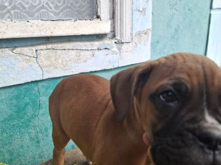 Cățelușe de boxer nemțes foto 3