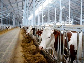 Construim ferme pentru animale. Строительство животноводческих ферм.