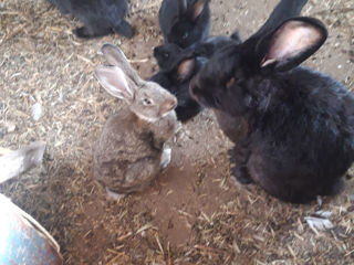 Кролики foto 9