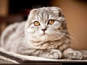 Cumpar pisica scottish  fold / siameza