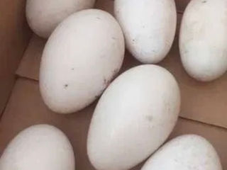 Vînd ouă de gîsca pentru incubare