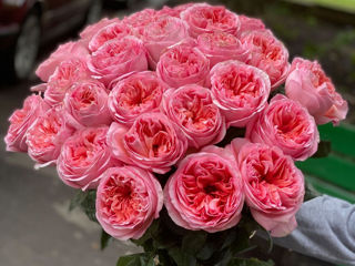 Trandafiri Tiraspol și Olanda ! 50/60/70cm / 101 bucati! foto 8