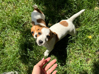 Câinișori Jack Russel Terrier