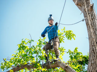 Defrisare arbori de orice dimensiuni si greutate.Arborist/Распиловка деревьев в труднодоступных мест