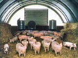 быстро-возводимая животноводческая ферма, легко-разборный ангар для сельхозпродукции, лёгкий склад foto 6