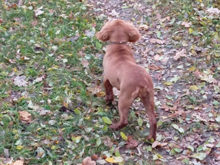 Cooker Spaniel foto 3