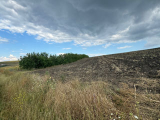 Teren Agricol 1,27 ha, Sîngerei foto 2