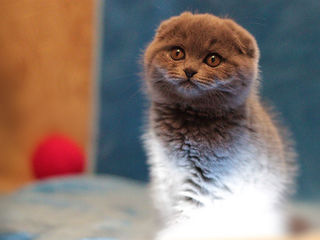 Fetita  groasa, frumoasa si glamuroasa Scottish Fold cu blana scurta. 2 luni.