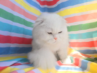 Вязка с элитным высокопородистым котом. Белоснежный скоттиш фолд с голубыми глазами. foto 5