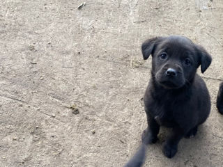 Pui de labrador metis disponibili