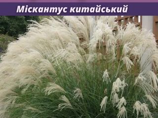 Мискантус китайский foto 9