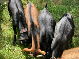 Capra murciano granadina si tap alpin francez