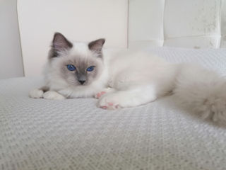 Pisici Ragdoll Rasă Pură. Pedigree WCF.