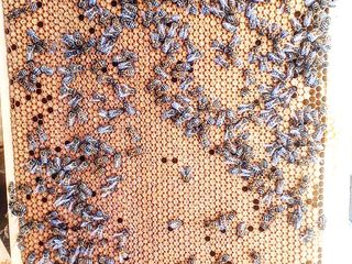 Familii de albine, regine fecundate, botci pentru sezonul 2024 foto 4