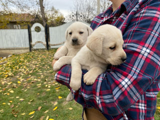 Vindem cățelușe labrador foto 3