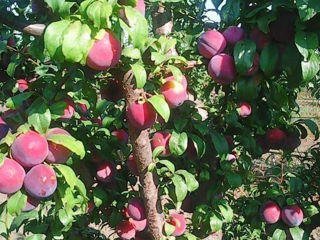 Vind pomi fructiferi -Persic,Cireş,Vişin foto 6