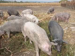 Avem spre vînzare porci mari și porci mici rasă de carne crescuți  natural foto 1