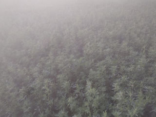 Lucernă verde