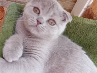 Scottish fold