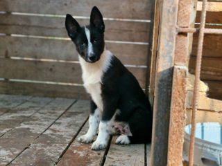 Продам лайку.vind laika foto 2