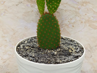 Cactus.Livrare. / Кактус. Доставка. foto 4