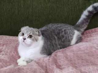 Чистокровный шотландский котик Scottish fold! foto 3