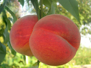 Pomi de persic soiul Redhaven ( Персик "Редхейвен" ) și alte specii  ... foto 1
