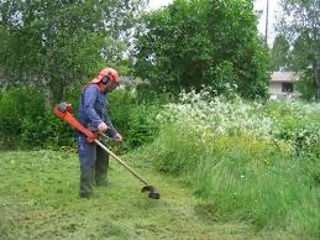 Cosim iarba, tăiem copaci