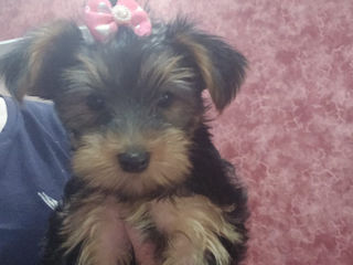 Urgent! Vând Cățea Yorkshire Terrier foto 0