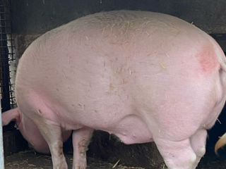 Vind porc urgent foto 3