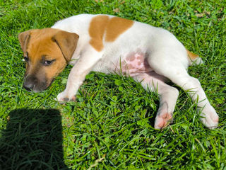 Catelusi Fox Terrier