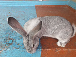 Iepuri de rasa Chinchilla (Șinșila) foto 6