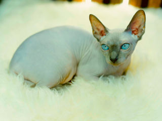 Blue point Sfinx cat foto 8