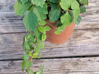 Vita japoneza (девичий виноград) foto 5