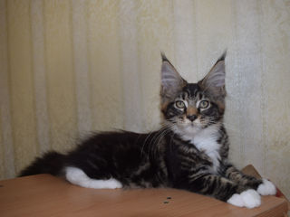 Main Coon fete si băieți foto 1