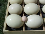 страусиные яйца пищевые foto 4