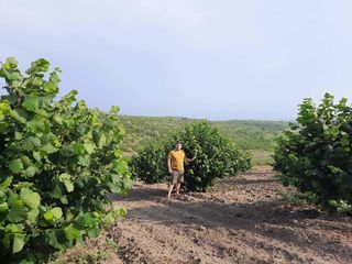 Саженцы фундука качественные, европейские сорта