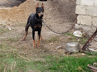 vînd cățeaua de doberman foto 1