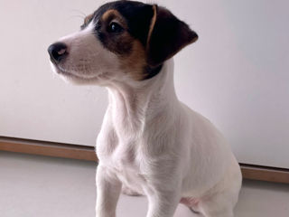 Jack Russell Terrier