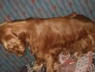 Coker spaniel foto 3