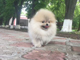 Подари себе счастье!Mini toi Spitz's Pomeranian foto 5