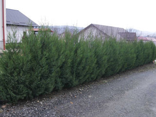 Thuja Biota foto 2