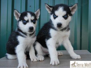 Siberian Husky - Из профессионального питомника foto 4