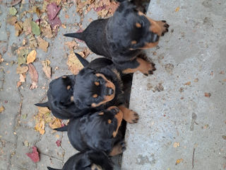 Rotweiler 07.10.24