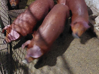 Duroc foto 1